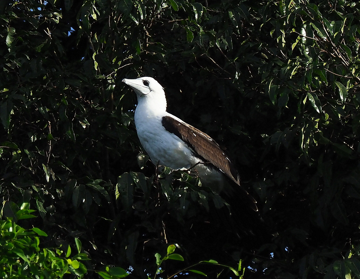 image Abbott's Booby